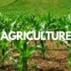 Agriculture Salon International de l'Arbre : Diamond Moringa présente ses produits à la 6e édition.