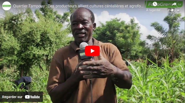 PRODUCTEUR TAMPOU Quartier Tampouy : Des producteurs allient cultures céréalières et agroforesterie
