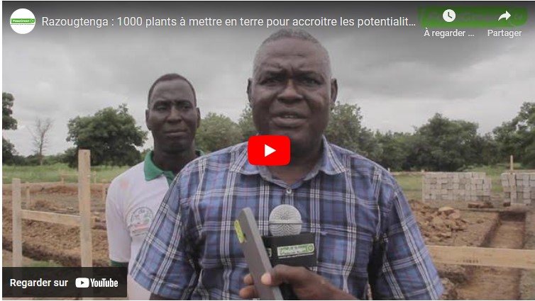 ZONGO Razougtenga : 1000 plants à mettre en terre pour accroitre les potentialités des PFNL