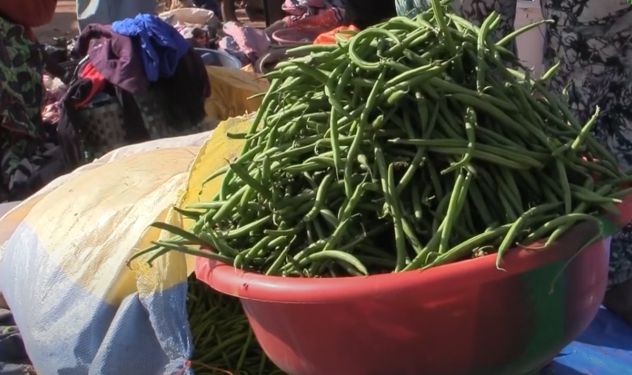 culture du haricot vert FASOGREEN TV — free download