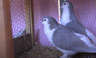 L'ACBF : Promouvoir l'élevage et la sélection des pigeons de race domestiques
