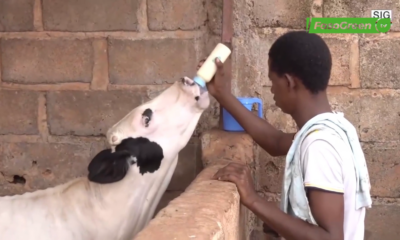 insemination Amélioration du potentiel génetique des animaux: