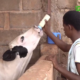 insemination Amélioration du potentiel génetique des animaux: