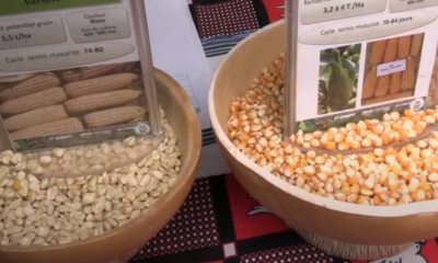 Foire aux semences améliorées : Zoom sur INERA Sahel
