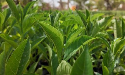 PLANTS LAYE Production de plants à Laye : A la découverte de la coopérative Relwendé des femmes de Gantogdgo