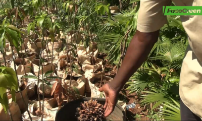 3 2 Campagne de reforestation 2025: Des pépiniéristes déplorent la morosité du marché