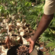 3 2 Campagne de reforestation 2025: Des pépiniéristes déplorent la morosité du marché