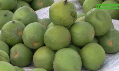 CAP 3 Spéculation du karité à Ouagadougou: un fruit prisé en cette période hivernale