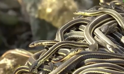 JM SERPENTS Journée mondiale des Serpents : Leurs rôles dans la préservation de la biodiversité