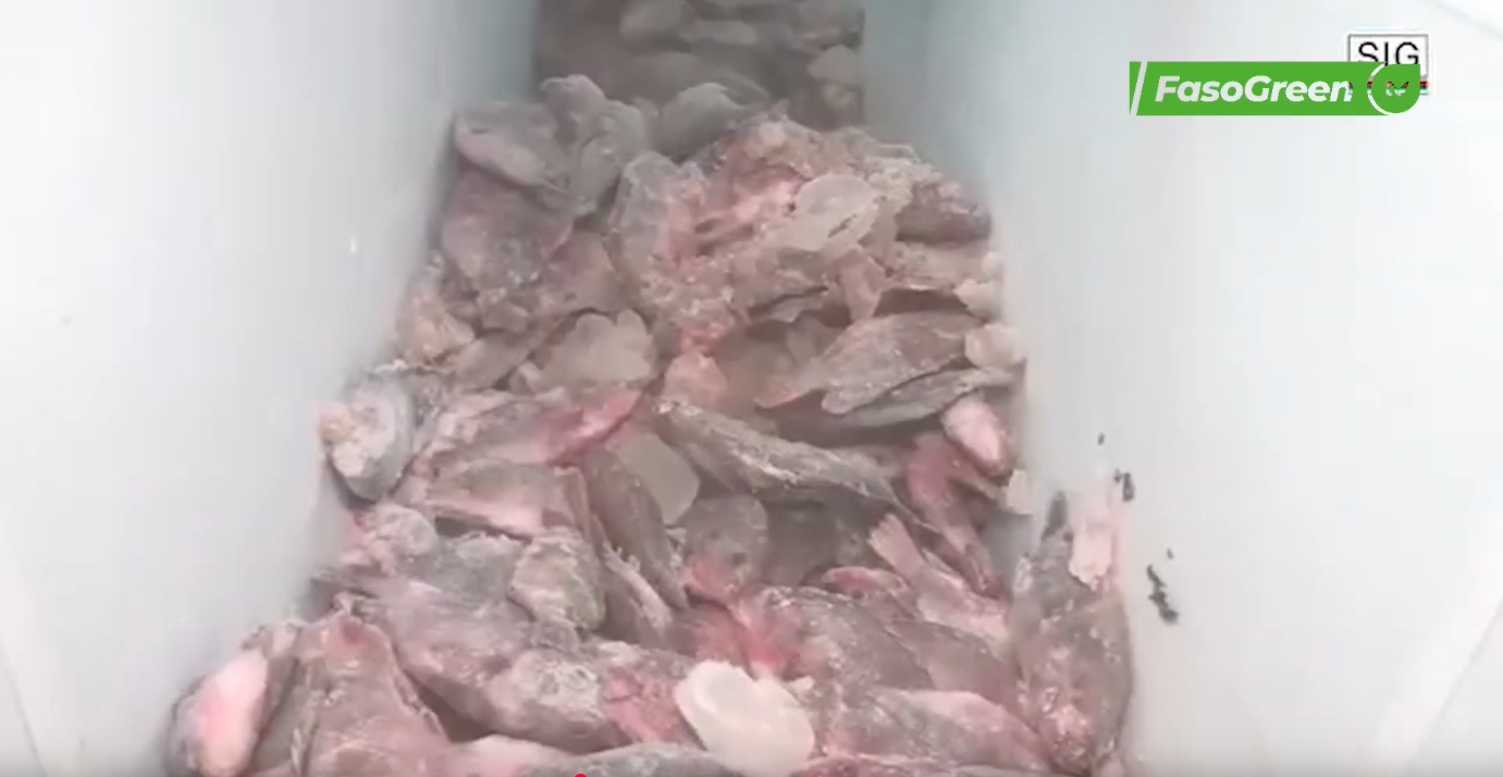 poisson Filière halieutique : La DGPER visite des vendeurs de poissons locaux
