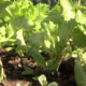 Cap3 3 Agroécologie: Des journalistes outillés sur la pratique