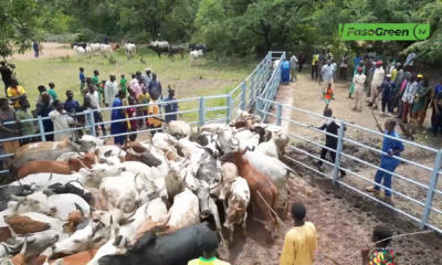 OFFENSIVE AGROPASTORALE