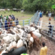 OFFENSIVE AGROPASTORALE