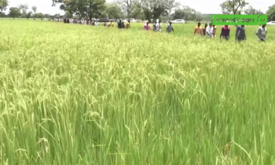 vlcsnap 2025 09 10 09h02m36s934 Plaine de Kongolikoro : Plus de 3500 tonnes de riz attendues pour cette campagne