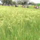 vlcsnap 2025 09 10 09h02m36s934 Plaine de Kongolikoro : Plus de 3500 tonnes de riz attendues pour cette campagne