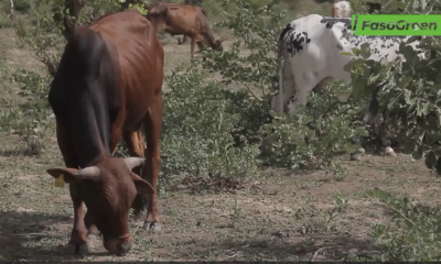 Amélioration de la production animale: Ismael SOMBIE lance les opérations de récoltes et d'ensilage du fourrage à Sondré-Est 36 Cap 4 2 Amélioration de la production animale: Ismael SOMBIE lance les opérations de récoltes et d'ensilage du fourrage à Sondré-Est