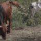 Amélioration de la production animale: Ismael SOMBIE lance les opérations de récoltes et d'ensilage du fourrage à Sondré-Est 37 Cap 4 2 Amélioration de la production animale: Ismael SOMBIE lance les opérations de récoltes et d'ensilage du fourrage à Sondré-Est