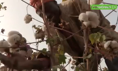 Capture decran 2025 10 08 112706 Journée mondiale du coton: Au Burkina Faso, les acteurs de la filière saluent cette célébration