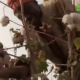 Capture decran 2025 10 08 112706 Journée mondiale du coton: Au Burkina Faso, les acteurs de la filière saluent cette célébration