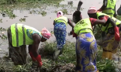 Barrage de Ouagadougou : L'AEN fait la guerre à la jacinthe d'eau