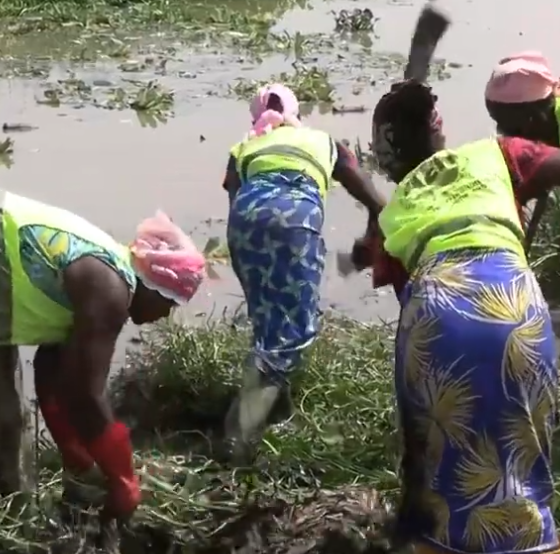 Barrage de Ouagadougou : L'AEN fait la guerre à la jacinthe d'eau