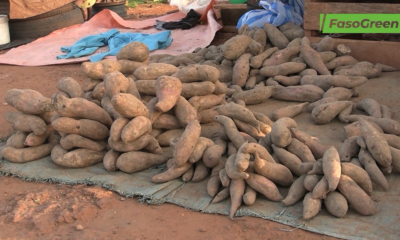 CAP 3 1 Patate douce: Un tubercule en pleine ascension