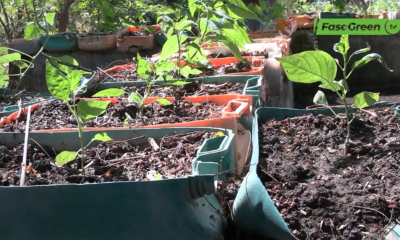 CAP 3 3 Projet TAPSA 2 : Zoom sur la ferme agroécologique de Réo