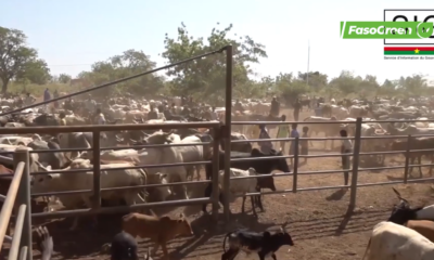 CAP4 3 Campagne nationale de vaccination animale 2025-2026 : Le DGSV en mission de supervision