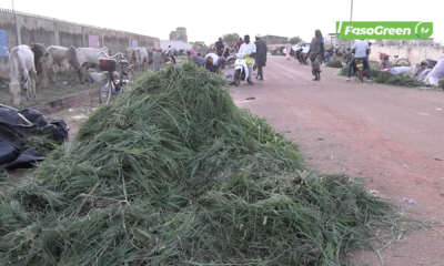 Capture decran 2025 11 03 a 17.49.06 Vente de foins : le gagne-pain de plusieurs hommes et femmes à Ouagadougou