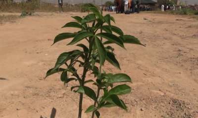 Bosquet à plantes médicinales de la FNSFTHS/BF : Le ministre Roger BARO sur les traces des différentes réalisations