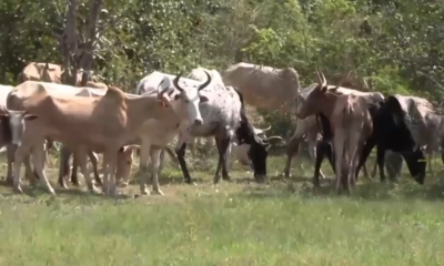 Zone pastorale de Guiaro dans le Nahouri : Le PONASI lance une vaste opération de sécurisation