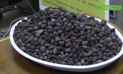 Capture decran 2025 11 25 110123 Mesure sur l’exportation des amendes de karité : Plus de 1800 tonnes saisies par la BMCRF