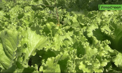 CAP 3 3 Réduction des pesticides chimiques : Immersion des médias au cœur des pratiques agro écologiques