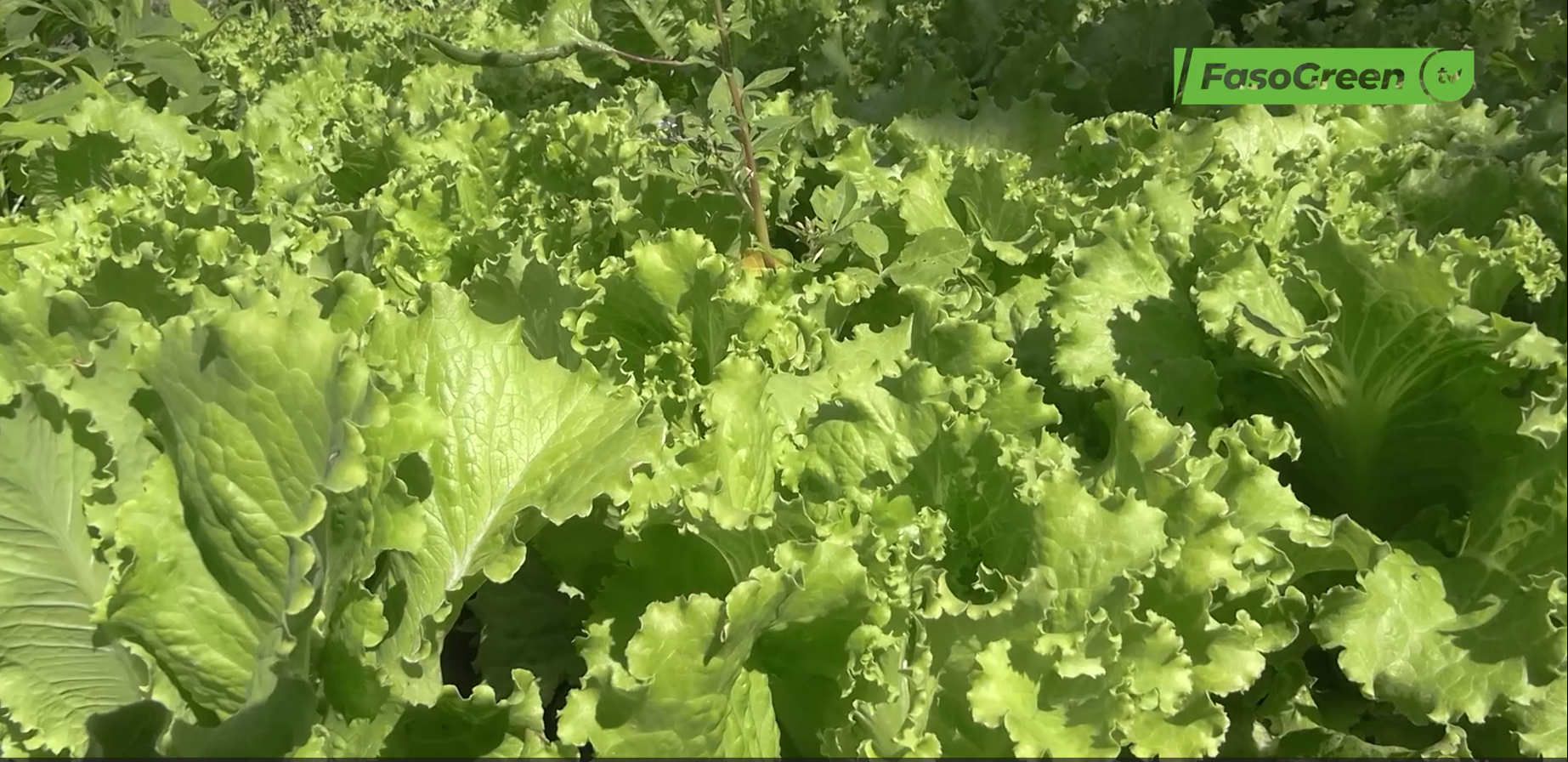 CAP 3 3 Réduction des pesticides chimiques : Immersion des médias au cœur des pratiques agro écologiques