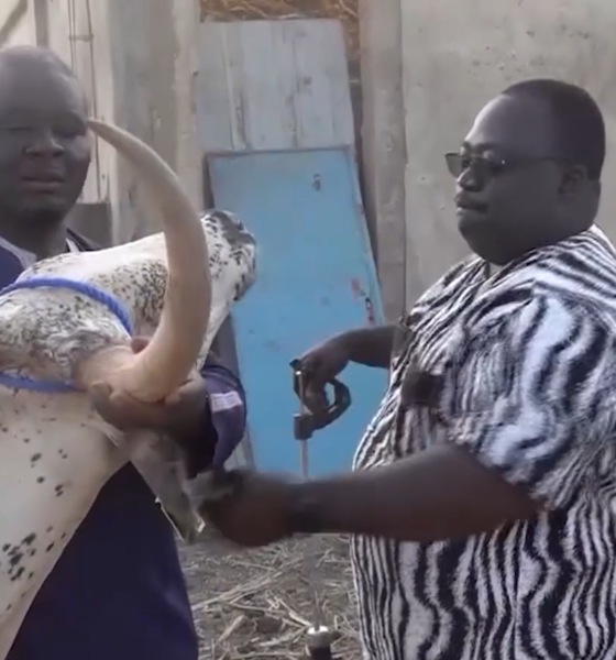 Capture ELEMENT 3 Sécurisation du bétail : le CPAMAP déploie à grande échelle l'identification digitale des animaux