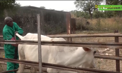 cap 2 Campagne d’insémination 2025-2026 : Le CPAMAP au coté des éleveurs