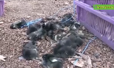 CAP 2 Lutte contre le trafic de produits d’origine animale : Plus de 60.000 poussins saisis à Ouagadougou