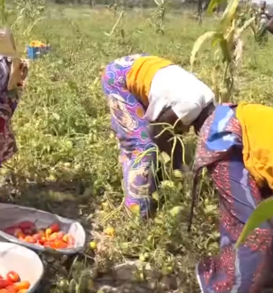 CAP 3 Production de la tomate : le Directeur Général de la SOBTO encourage les producteurs des Banwa