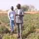 Capture 2 Production de tomate : le DG de l’APEC encourage les producteurs du Oubri