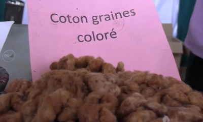 INERA Farakoba : Zoom sur quelques variétés améliorées de coton