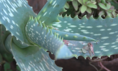 Aloé VERA : La plante aux milles vertus