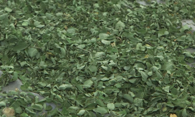 Capture decran 2026 01 27 154151 Valorisation du Moringa