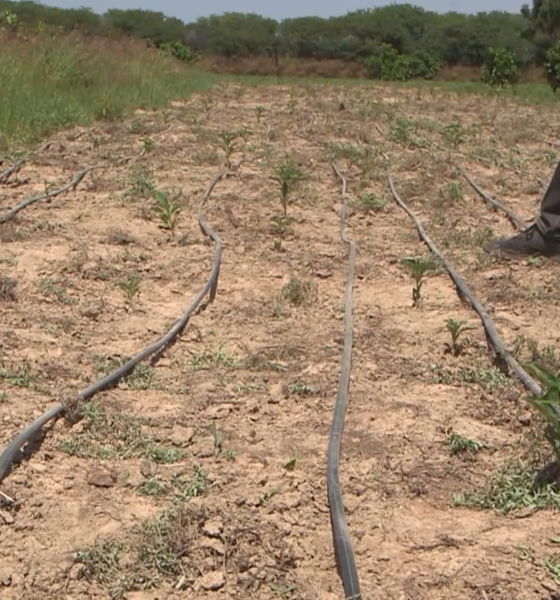 BAOBAB 1 Filière Baobab : Zoom sur Jonas YOGO bénéficiaire du projet PGPC/REDD+