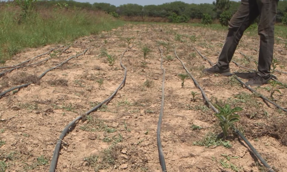 BAOBAB 1 Filière Baobab : Zoom sur Jonas YOGO bénéficiaire du projet PGPC/REDD+