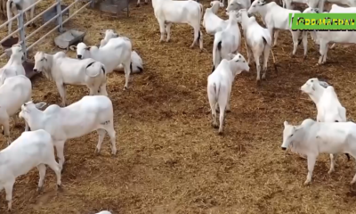 CAP 1 2 Renforcement de la production laitière : les 710 vaches sont arrivées à bon port
