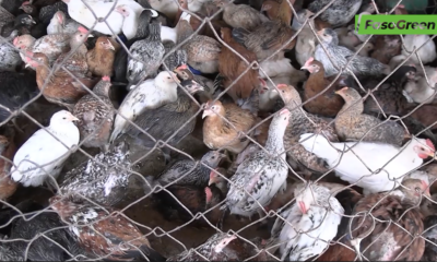 CAP 1 3 Fête du Ramadan : Flambée des prix de la volaille au marché de Dassasgho