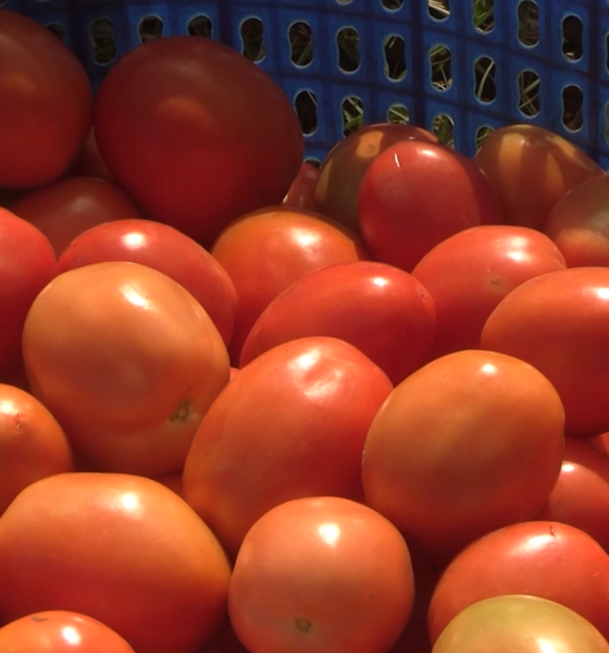 CAP002 Suspension de l’exportation de la tomate : Le MAERAH donne des éclaircissements