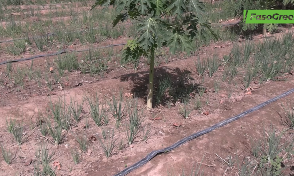 Capture decran 2026 03 05 134335 REJAE : Des jeunes engagés pour une agroécologie souveraine