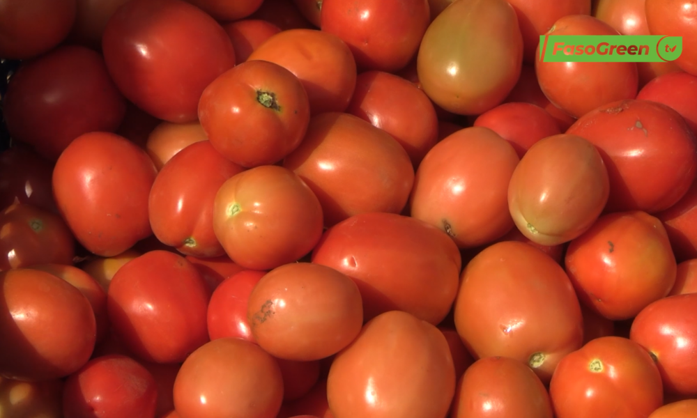 TOMATE Tomate fraiche du Burkina : le gouvernement suspend les exportations
