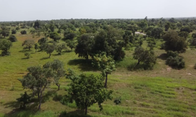 vlcsnap 2026 03 21 11h24m30s663 Journée Internationale des Forêts : Appel à la mobilisation pour sauver les forêts burkinabè